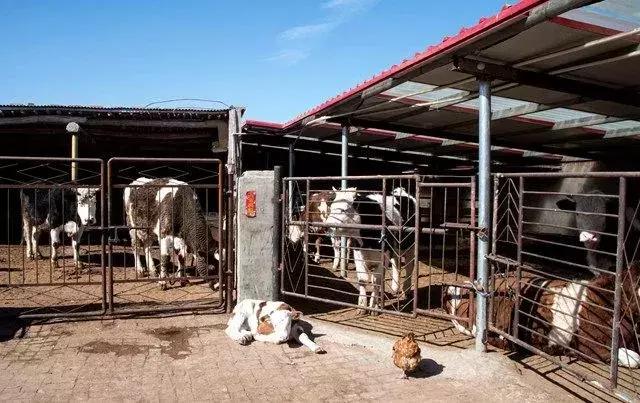 通辽肉牛产业博览园,通辽市打造肉牛全产业链