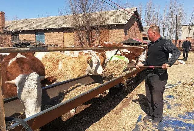 通辽肉牛产业博览园,通辽市打造肉牛全产业链