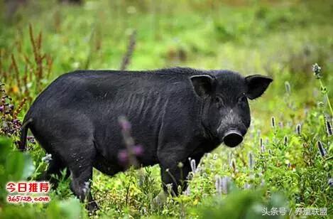 山东最新猪肉价行情今日猪价,猪肉价格山东今日猪价