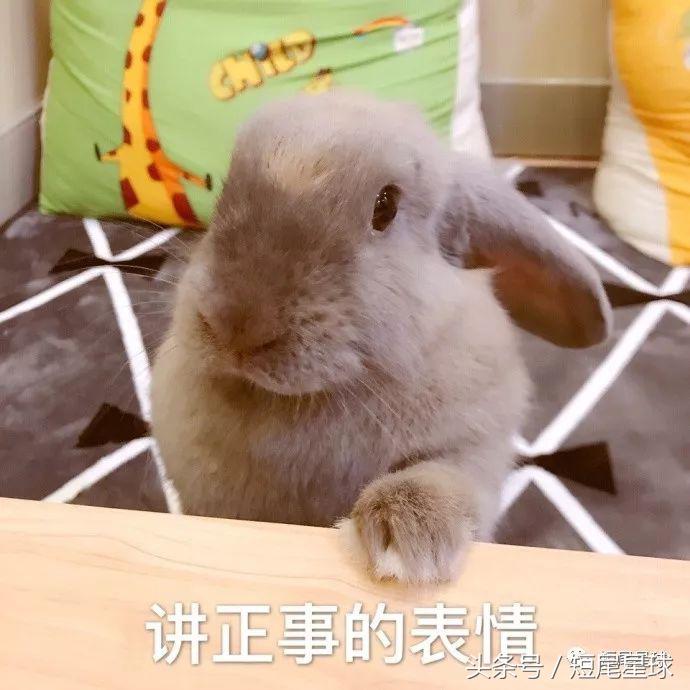 宠物兔子要打疫苗,兔子体外驱虫用什么药好