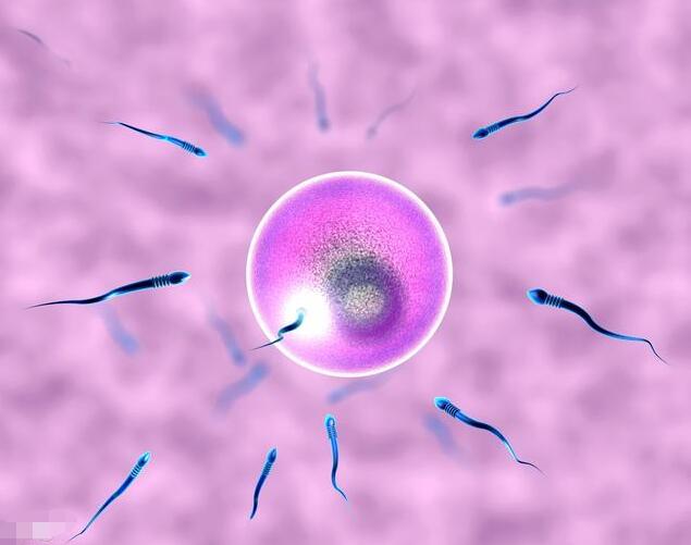 孕前检查如何判断卵子质量,大龄妇女如何孕育健康宝宝