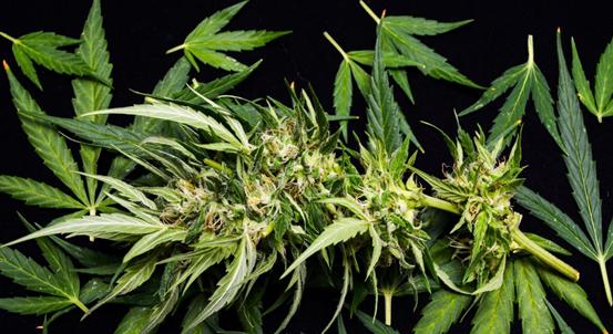 *麻大**还可以这样用？你们听说过吗