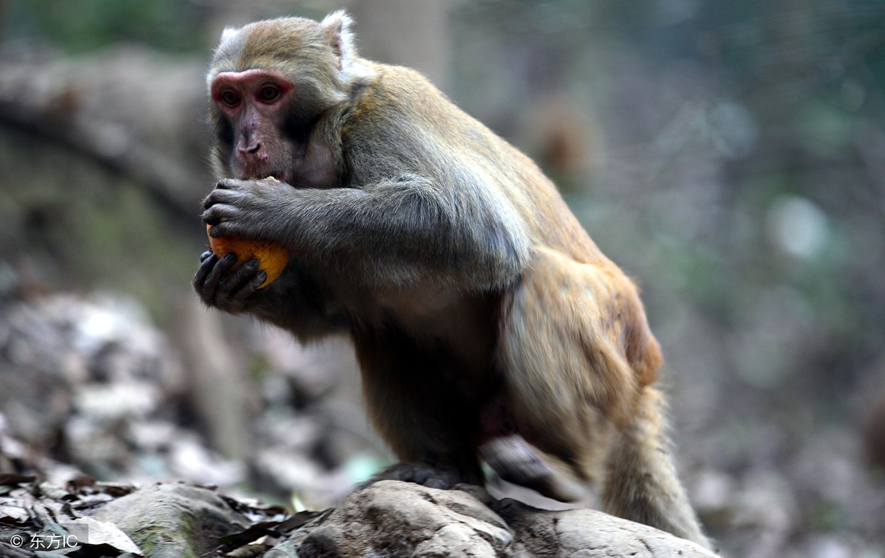 生肖猴的人请当心有得也有失,生肖猴苦日子怎么办