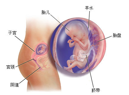 孕期宝宝的发育过程（满满的幸福感）