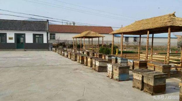 养蜂技术新手养殖蜜蜂须知,蜜蜂养殖蜂群管理