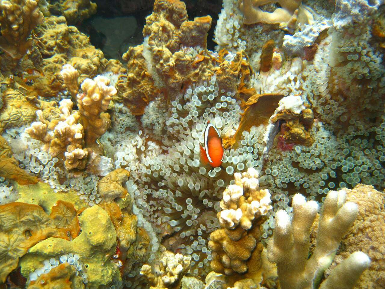 小尼莫的家在软珊瑚？看到了我们还是很害羞的躲避！