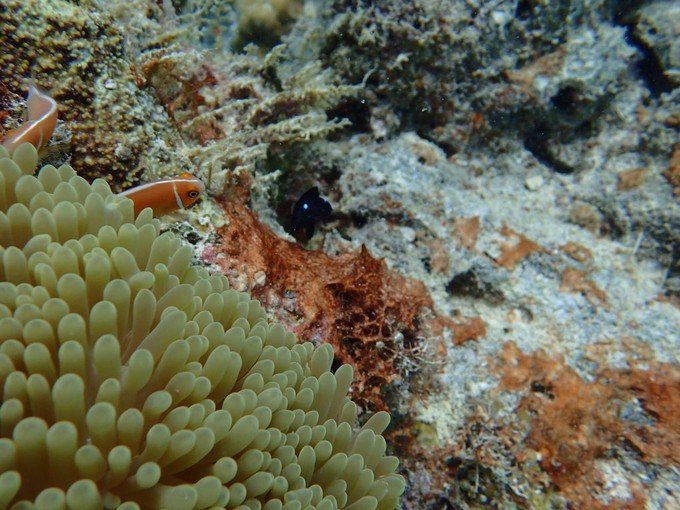 小尼莫的家在软珊瑚？看到了我们还是很害羞的躲避！