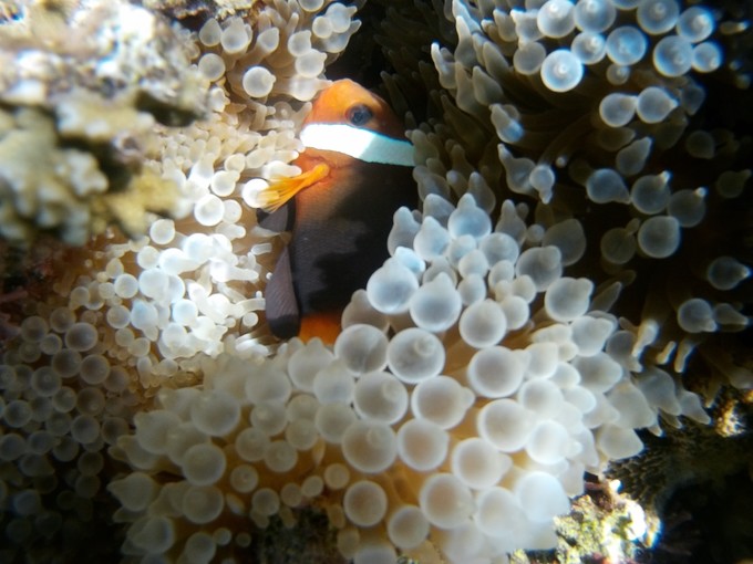 小尼莫的家在软珊瑚？看到了我们还是很害羞的躲避！