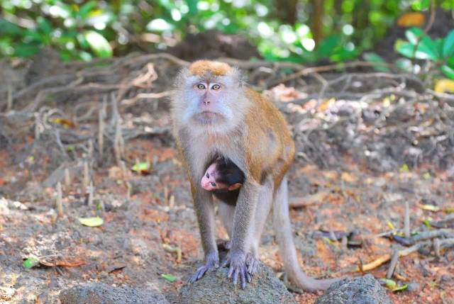 马来西亚性价比海岛,马来西亚性价比最高的岛