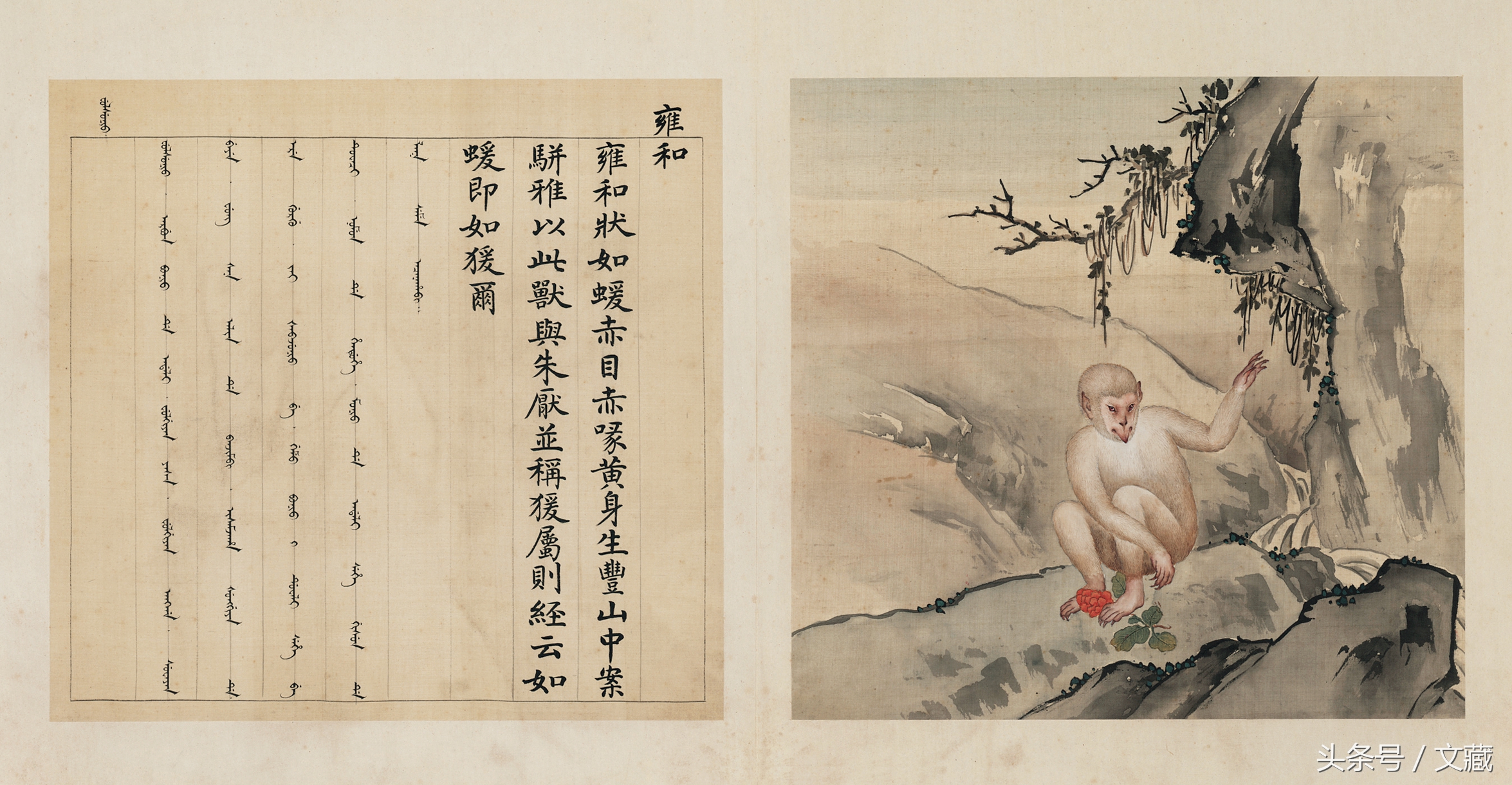 有用而鄙贱,无用而高贵——猴与猿的迥异待遇