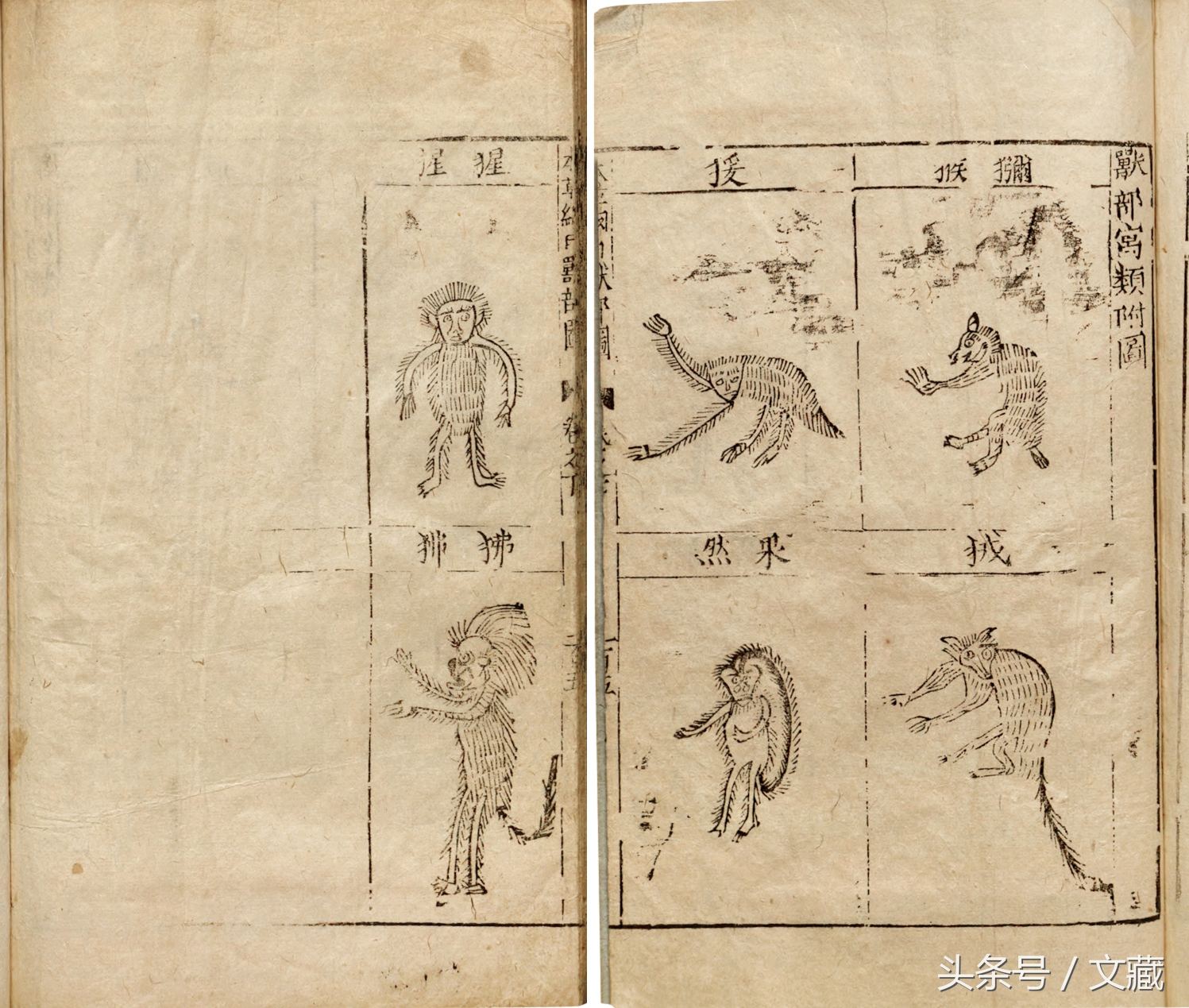 有用而鄙贱,无用而高贵——猴与猿的迥异待遇