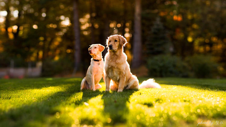 项圈圈圈,汪星人项圈