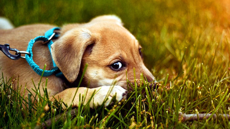 项圈圈圈,汪星人项圈