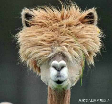 开心一刻：昨晚岳父在隔壁王哥家喝多了，回来后误把嫂子认成岳母