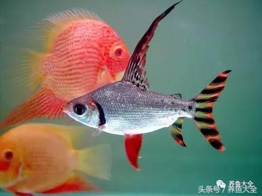 飞凤鱼能活多久,关于飞凤鱼