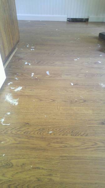 金毛好可恶视频,金毛非常好斗