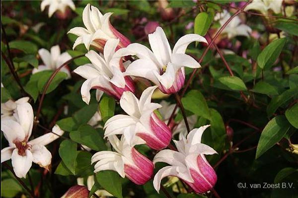 铁线莲新手入门推荐,刚买回来的铁线莲怎么养