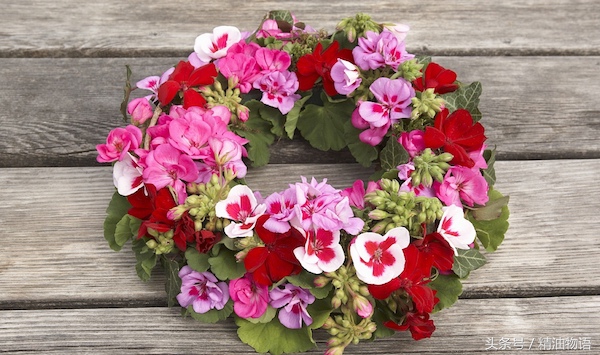 天竺葵精油涂在哪里止痛,面部专用精油天竺葵精油