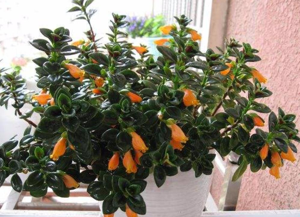 金鱼吊兰不开花什么原因,金鱼吊兰养殖方法一般多久开花