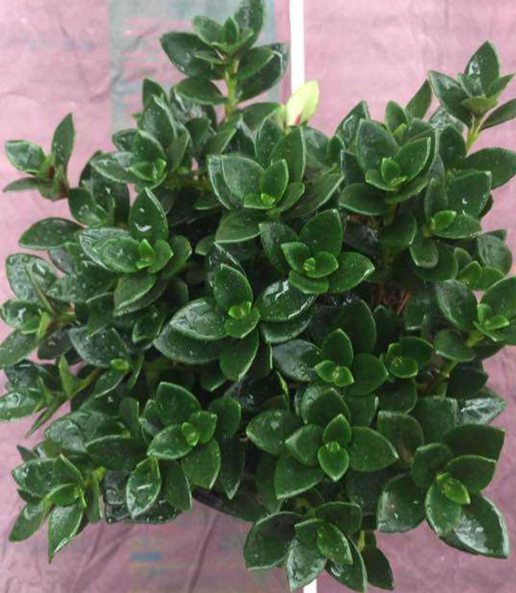 金鱼吊兰不开花什么原因,金鱼吊兰养殖方法一般多久开花