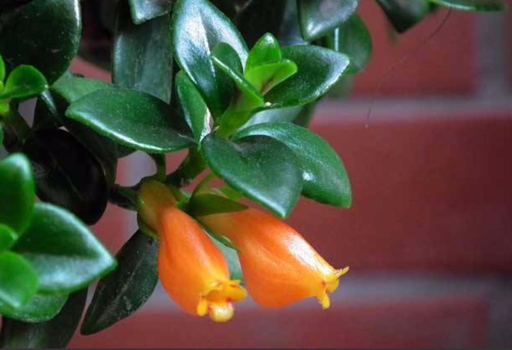 金鱼吊兰不开花什么原因,金鱼吊兰养殖方法一般多久开花