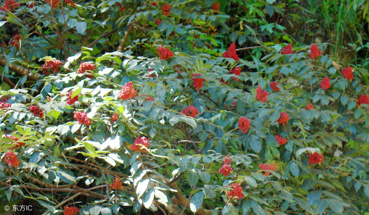 有没有一种外治方法治疗口腔溃疡呢？