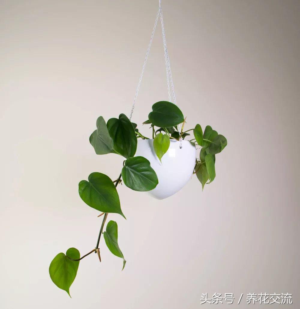 净化空气最好的十种植物,净化空气有害植物有哪些