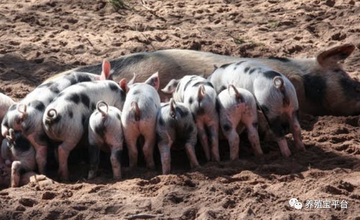 母猪产后瘫痪了，怎么办？这几点防治措施需牢记