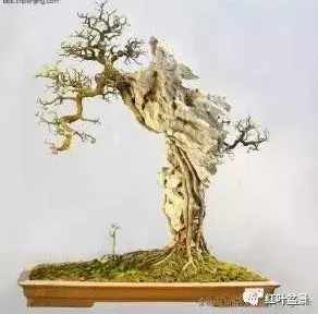 附石盆景制作及日后养护,附石喜阴盆景