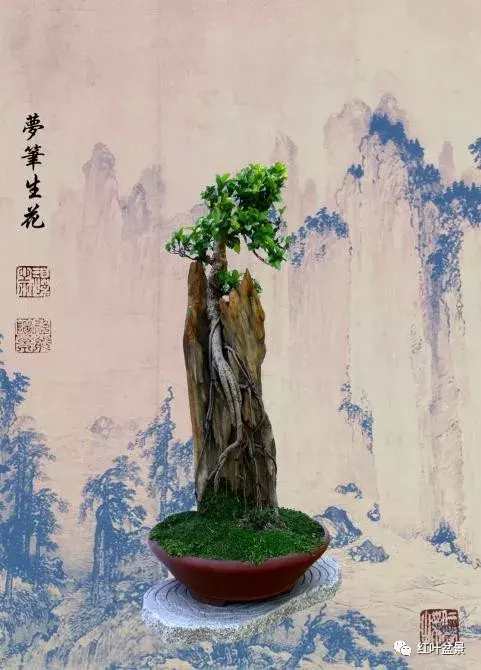 附石盆景制作及日后养护,附石喜阴盆景