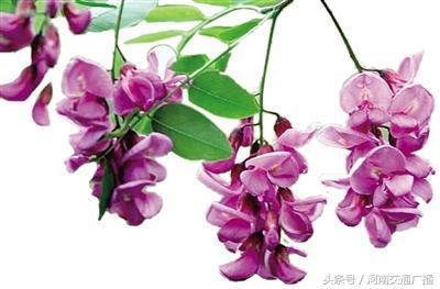 菜摊一天卖一二百斤洋槐花但这种紫槐不建议食用