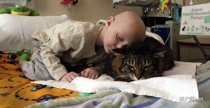 什么是治疗犬?我的狗狗可以做治疗犬去帮助有需要的人吗?