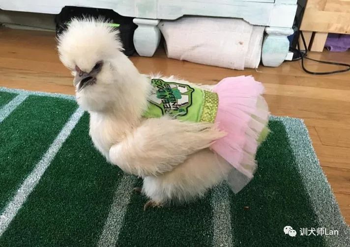 什么是治疗犬?我的狗狗可以做治疗犬去帮助有需要的人吗?