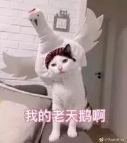 鸿茅药酒属于非处方药吗,鸿茅药酒非处方药