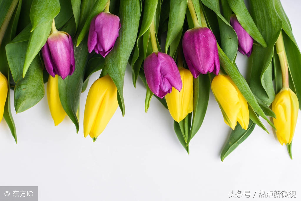 花语大全99种花语你需要了解,关于每种花的浪漫花语