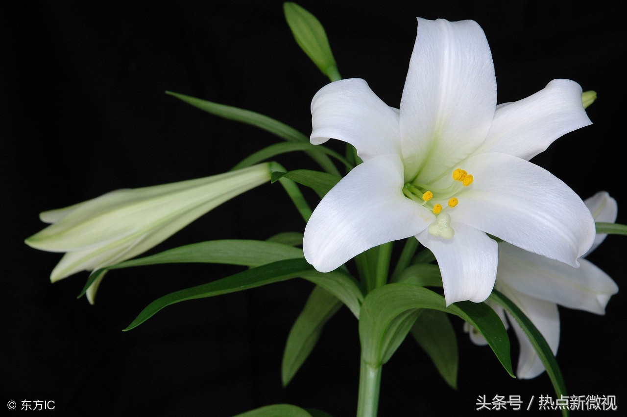 花语大全99种花语你需要了解,关于每种花的浪漫花语