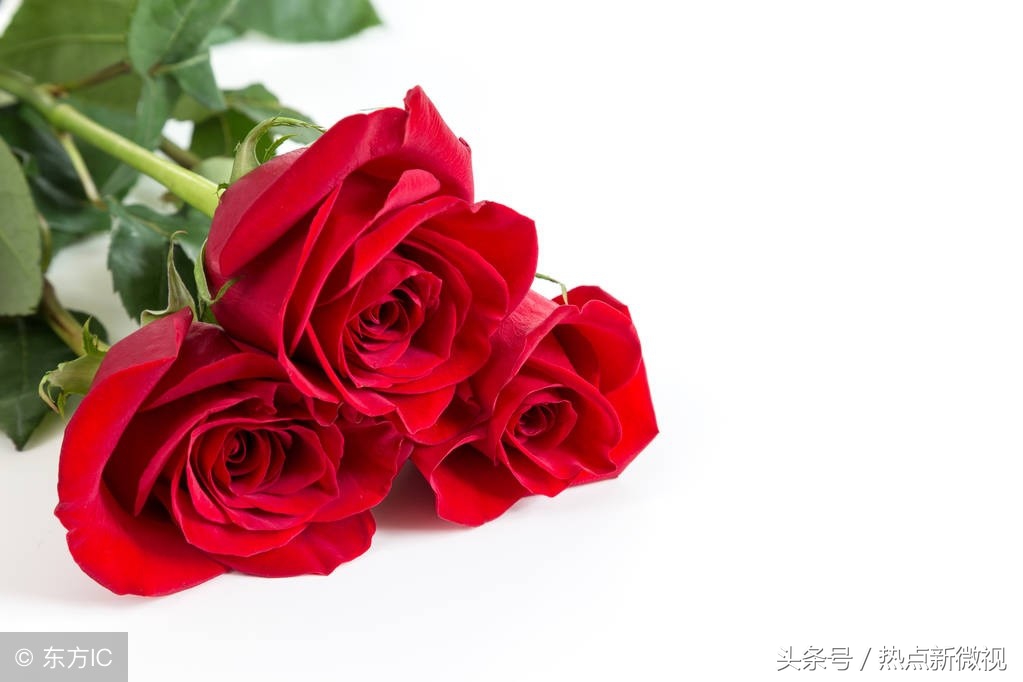 花语大全99种花语你需要了解,关于每种花的浪漫花语