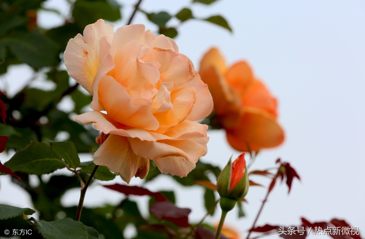 花语大全99种花语你需要了解,关于每种花的浪漫花语