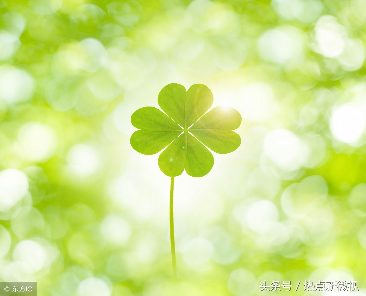 花语大全99种花语你需要了解,关于每种花的浪漫花语