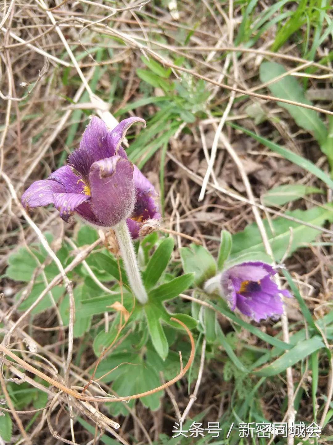 新密市九里山风景区摘槐花,新密超化九里山槐花林