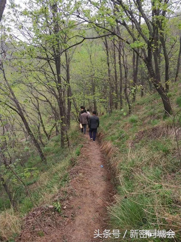 新密市九里山风景区摘槐花,新密超化九里山槐花林