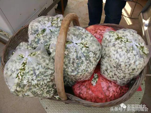 新密市九里山风景区摘槐花,新密超化九里山槐花林