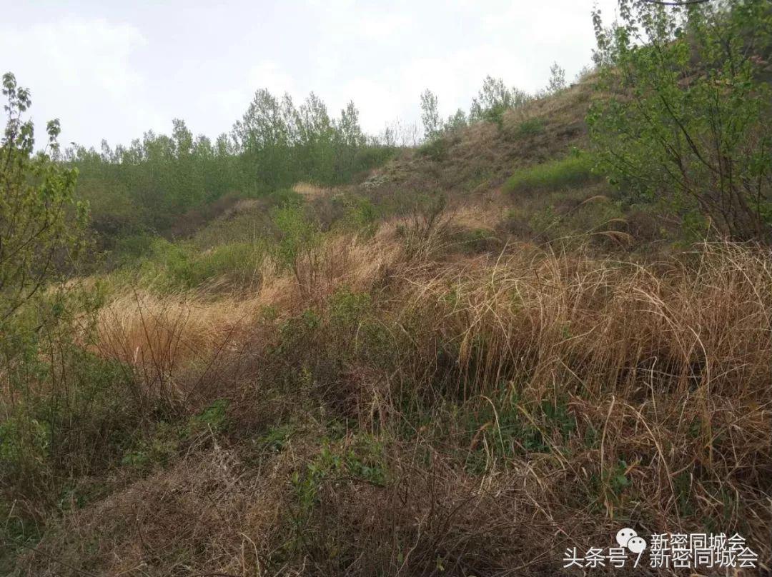 新密市九里山风景区摘槐花,新密超化九里山槐花林