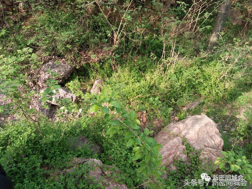 新密市九里山风景区摘槐花,新密超化九里山槐花林