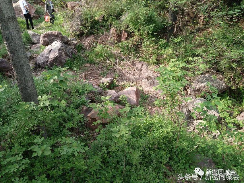 新密市九里山风景区摘槐花,新密超化九里山槐花林