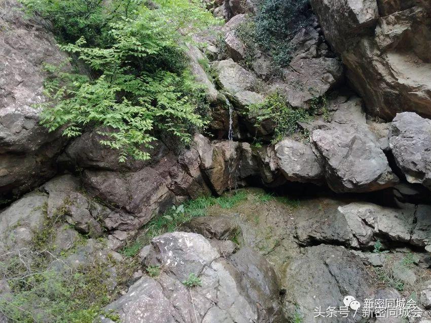 新密市九里山风景区摘槐花,新密超化九里山槐花林