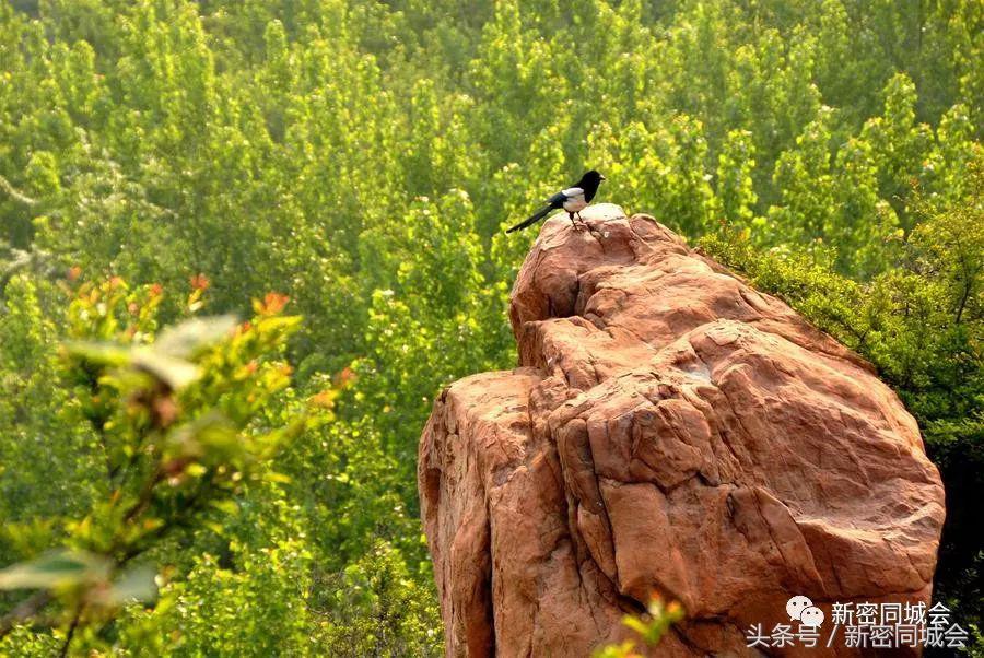 新密市九里山风景区摘槐花,新密超化九里山槐花林