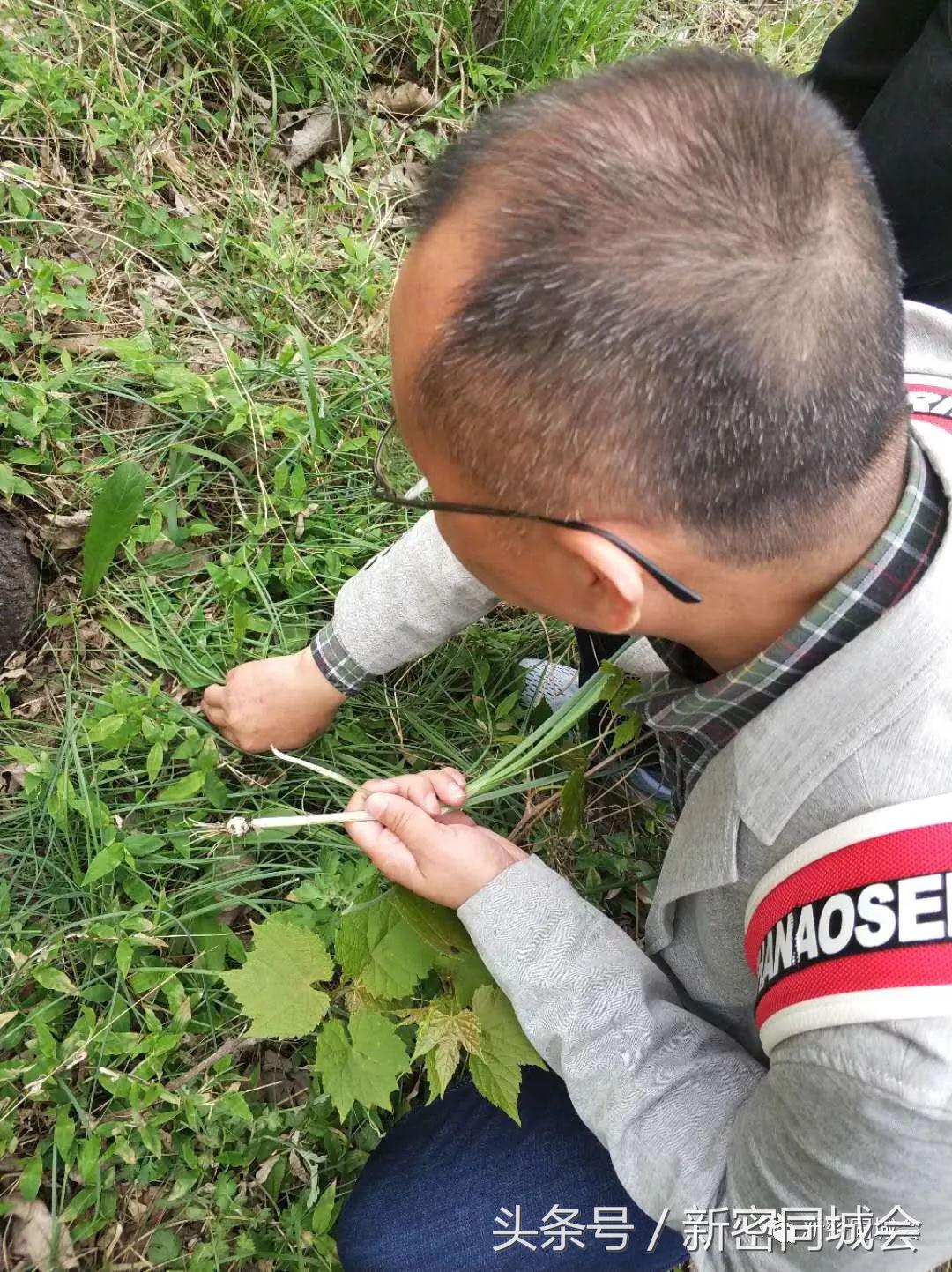 新密市九里山风景区摘槐花,新密超化九里山槐花林