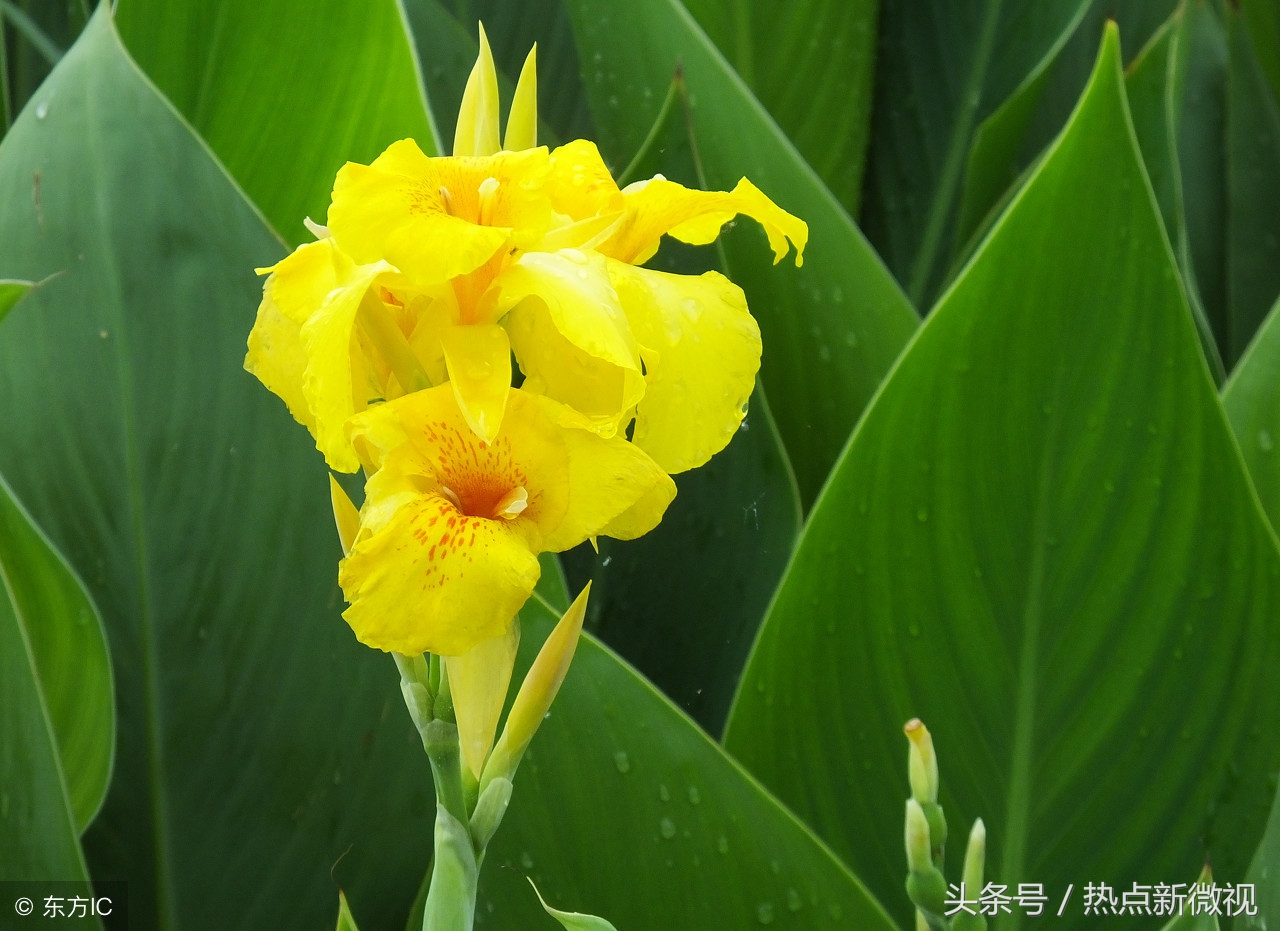 花语大全99种花语你需要了解,关于每种花的浪漫花语