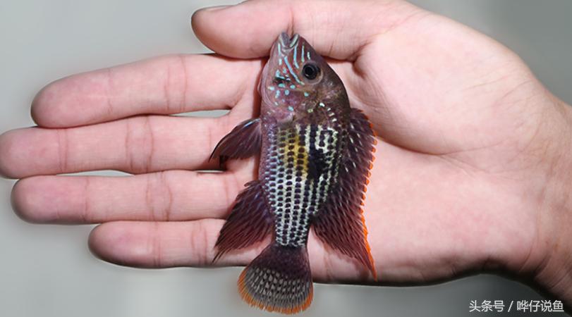 鱼缸里的三大贱客,鱼缸三大流氓鱼